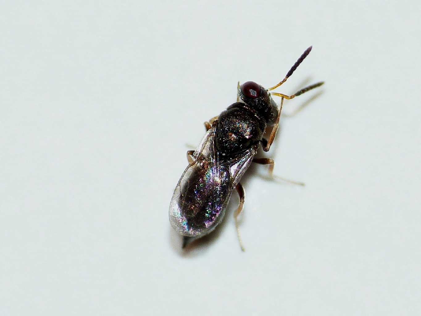 Pteromalidae? (Chalcidoidea)